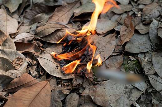 горящие листья